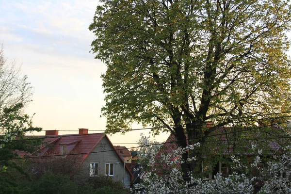 春には赤い屋根の古い家の近くに巨大な古い緑の木 — ストック写真