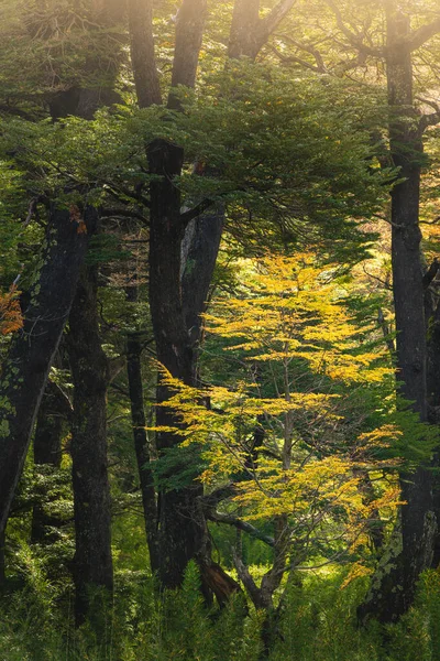 Sabah güneşinin altında yeşil ağaçlarla çevrili küçük sarı sonbahar ağacı. Patagonya Arjantin. Hiç bir şey.