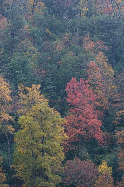 Yağmurun altında renkli kırmızı ve sarı sonbahar ağaçları