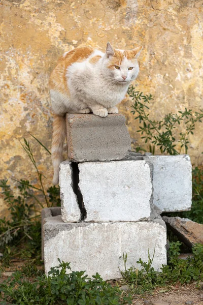 Çatlak tuğlaların üzerinde yaşlı turuncu ve beyaz kedi