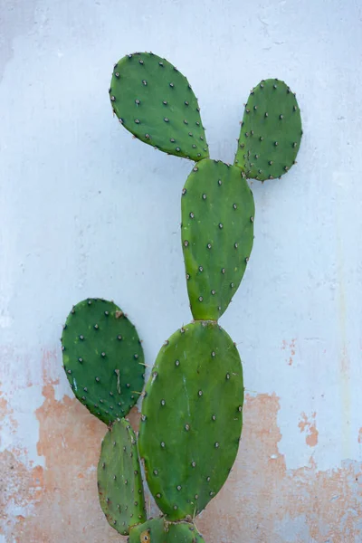Beyaz ve turuncu boyalı eski bir duvarın önünde tek bir Nopal yeşili kaktüs.
