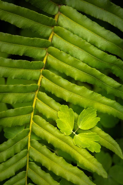 eğreltiotu yaprağının üzerinde yeşil yonca. Aquilegia vulgaris