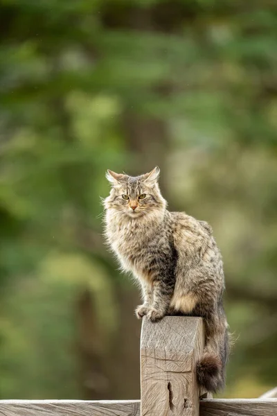 Ahşap bir çitin üzerinde oturan zarif kedi. Başlık için boş boşluk