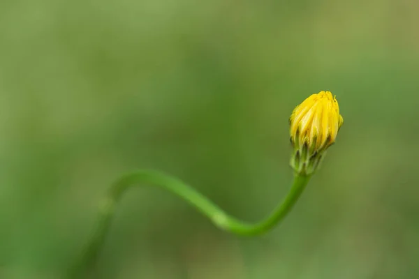 Sarı karahindiba çiçeğinin yakın plan görüntüsü bulanık. Metin için negatif boşluk