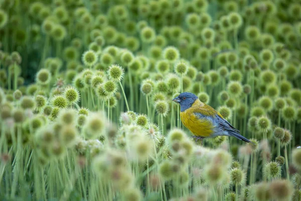 Yeşil arka planda sarı ve mavi kuş. Comecebo Andino 'ya gel. Phrygilus gayi