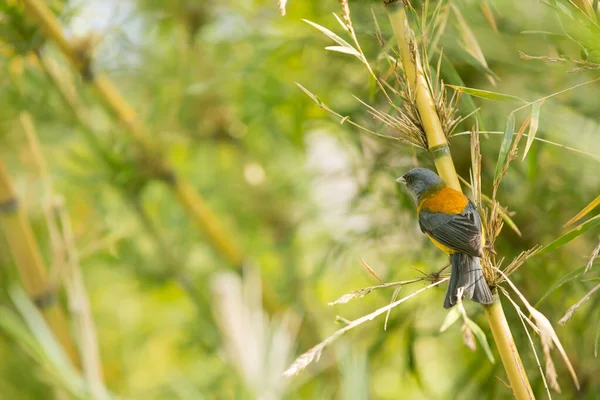 Bambu çubuğunda sarı ve mavi kuş. Yeşil arka plan. Comecebo Andino 'ya gel. Phrygilus gayi