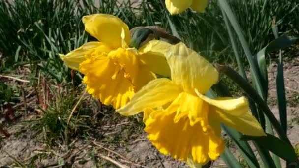 水仙花 Narcissus Poetry Ticus 或水仙花 Narcissus Poetry Ticus 的初春花朵生长在花园或后院 随风摇曳 — 图库视频影像