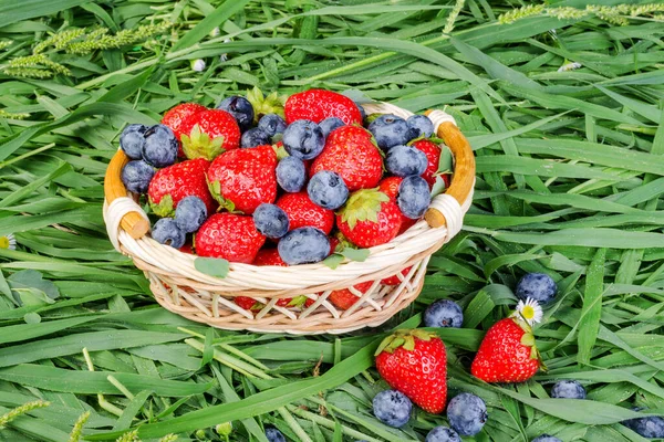 Çimlerin üzerinde hasır bir sepette olgun çilek ve yabanmersini. Cömert bir yaz çilek hasadı konsepti. Yakın plan..