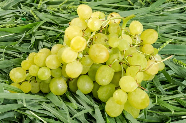 Yeşil sulu çimenlerin üzerinde taze olgun beyaz üzümlerden oluşan güzel bir dal. Yaz hasadı konsepti. Yakın plan..