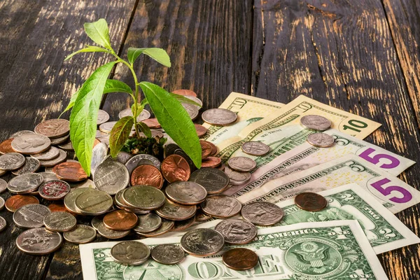 Bir yığın Amerikan parasından ve banknotlarından filizlenir. Yatırım ve iş dünyasındaki para artışı kavramı. Finansal metafor. Koyu bir ahşap arka planda