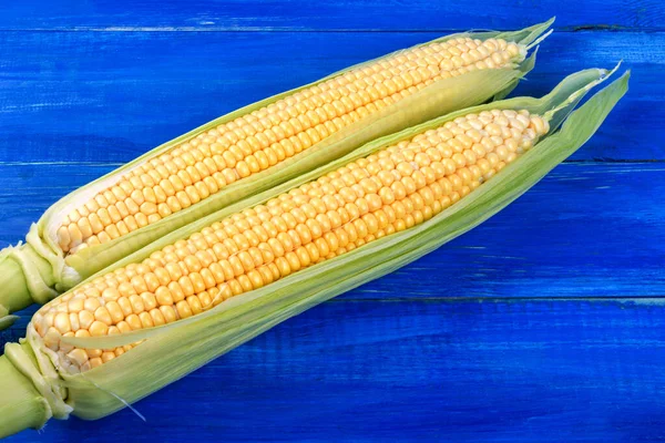 İki olgun tatlı mısır koçanı mavi ahşap bir arka planda yatıyor..
