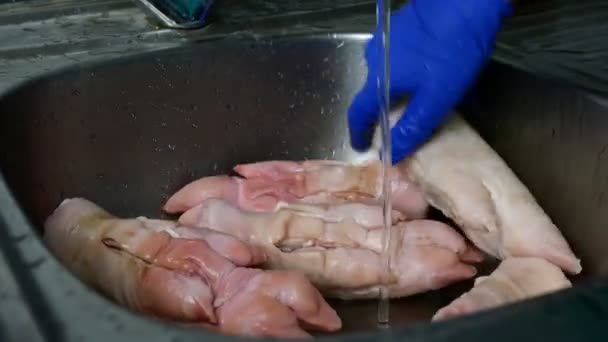 Förberedelse fläskben. Steg för steg. Mänskliga händer i gummihandskar tvättar grisben i diskhon under rinnande vatten. Närbild. — Stockvideo
