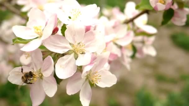 Honey bee harvesting pollen and nectar on blooming white flowers apple trees in springtime days. Slow motion. Close-up. — Stock Video