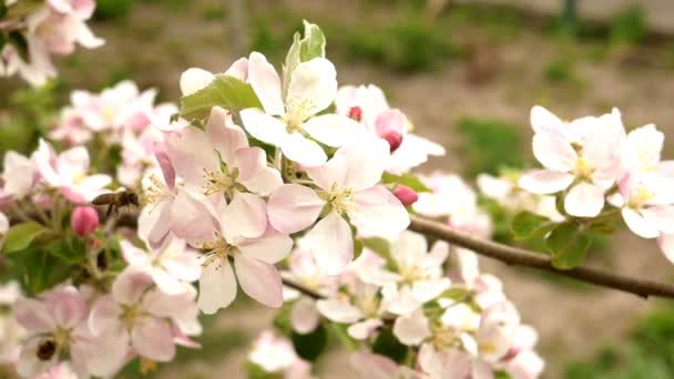 Mel abelha colheita de pólen e néctar em flores brancas florescendo macieiras em dias de primavera. Movimento lento. Close-up . — Vídeo de Stock