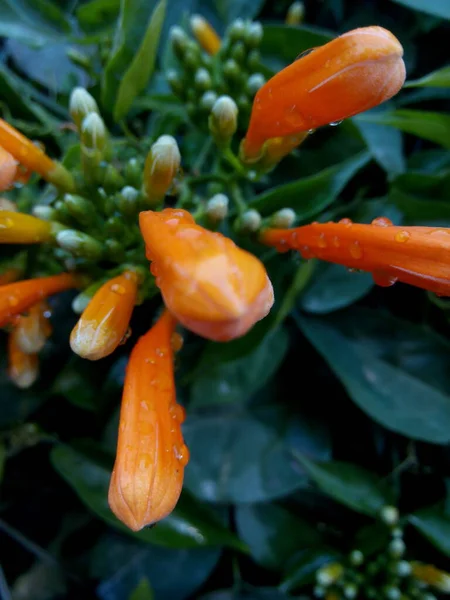 Amor Naturaleza Siempre Hermoso —  Fotos de Stock