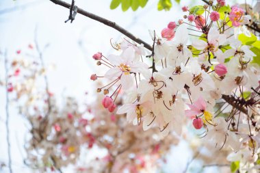 Phaya Sua çiçeği, Prunus cerasoides, Prunus cerasoides Tayland topraklarında
