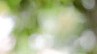 Bahar bokeh doğası, soyut arkaplan, ilkbaharda veya yaz mevsiminde güzel bulanık yeşil yapraklar, ağaçların odak noktasını bulanıklaştıran yeşil bokehlerdir..