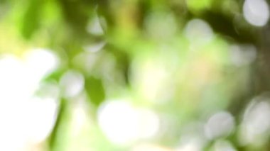 Bahar bokeh doğası, soyut arkaplan, ilkbaharda veya yaz mevsiminde güzel bulanık yeşil yapraklar, ağaçların odak noktasını bulanıklaştıran yeşil bokehlerdir..