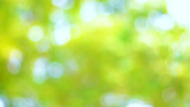Bahar bokeh doğası, soyut arkaplan, ilkbaharda veya yaz mevsiminde güzel bulanık yeşil yapraklar, ağaçların odak noktasını bulanıklaştıran yeşil bokehlerdir..