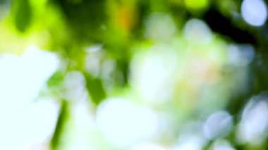 Bahar bokeh doğası, soyut arkaplan, ilkbaharda veya yaz mevsiminde güzel bulanık yeşil yapraklar, ağaçların odak noktasını bulanıklaştıran yeşil bokehlerdir..