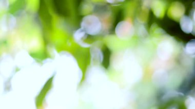 Bahar bokeh doğası, soyut arkaplan, ilkbaharda veya yaz mevsiminde güzel bulanık yeşil yapraklar, ağaçların odak noktasını bulanıklaştıran yeşil bokehlerdir..