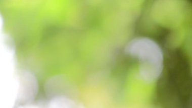 Bahar bokeh doğası, soyut arkaplan, ilkbaharda veya yaz mevsiminde güzel bulanık yeşil yapraklar, ağaçların odak noktasını bulanıklaştıran yeşil bokehlerdir..