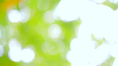 Bahar bokeh doğası, soyut arkaplan, ilkbaharda veya yaz mevsiminde güzel bulanık yeşil yapraklar, ağaçların odak noktasını bulanıklaştıran yeşil bokehlerdir..