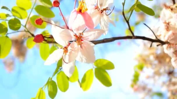 Таиланде Алайский Вишневый Лес Prunus Cerasoides Сочетается Голубой Гора Лом — стоковое видео