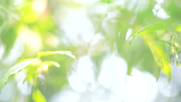 Spring Bokeh Nature Abstract Background Green Leaves Blurred Beautifully Spring — Stock Video