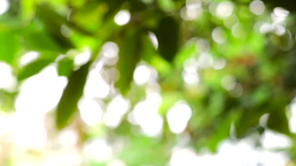 Природа Весняного Боке Абстрактний Фон Зелене Листя Красиво Розмиті Навесні — стокове відео