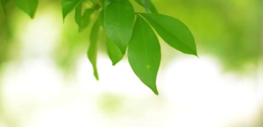 Bahar bokeh doğası soyut arkaplan. Yeşil yapraklar bulanık, ilkbaharda veya yaz mevsiminde güzel, ağaçtan bulanıklaşacak yaprakların odak noktasını seçen yeşil bokehlerdir..