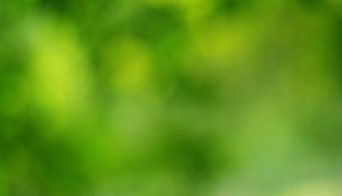 Bahar bokeh doğası soyut arkaplan. Yeşil yapraklar bulanık, ilkbaharda veya yaz mevsiminde güzel, ağaçtan bulanıklaşacak yaprakların odak noktasını seçen yeşil bokehlerdir..