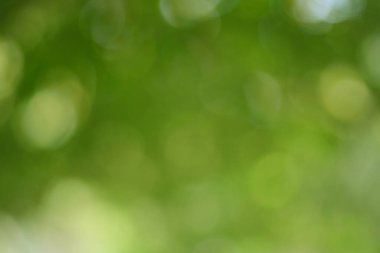 Ağaçtaki yeşil yapraklardan Bokeh arkaplanı. Yeşil açık yeşil ve bulanık sarı. Bu fotoğraf yazın, yeşille çekilmiş. Görüntüyü serin ve gözlere iyi gelir.