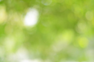 Ağaçtaki yeşil yapraklardan Bokeh arkaplanı. Yeşil açık yeşil ve bulanık sarı. Bu fotoğraf yazın, yeşille çekilmiş. Görüntüyü serin ve gözlere iyi gelir.
