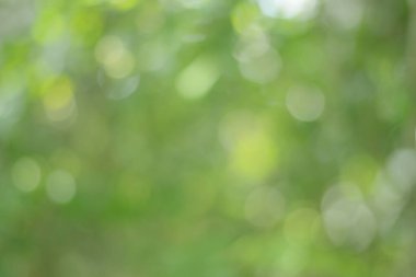 Bahar bokeh doğası soyut arkaplan. Yeşil yapraklar bulanık, ilkbaharda veya yaz mevsiminde güzel, ağaçtan bulanıklaşacak yaprakların odak noktasını seçen yeşil bokehlerdir..