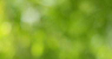 Bahar bokeh doğası soyut arkaplan. Yeşil yapraklar bulanık, ilkbaharda veya yaz mevsiminde güzel, ağaçtan bulanıklaşacak yaprakların odak noktasını seçen yeşil bokehlerdir..