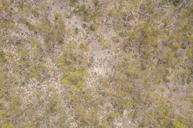 Güney Avustralya 'daki bir orman yangınından sonra canlanan ağaçların hava görüntüsü.