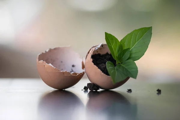Yumurtadan çıkan bitkinin yeni doğuşu. Kavramsal fotoğrafçılık.