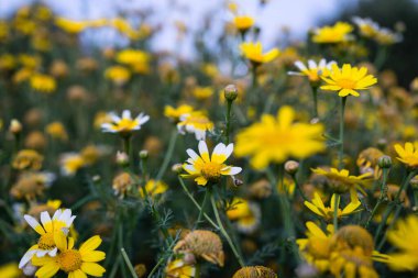 Baharda bir çayırda, organik, güzel, beyaz ve sarı papatyalar..