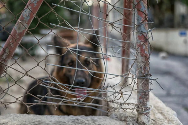Bir evin metal çitlerinin arkasındaki bekçi köpeği bize bakıyor..