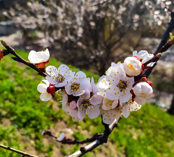 Kayısı Ağacı Çiçekler Güzel — Stok fotoğraf