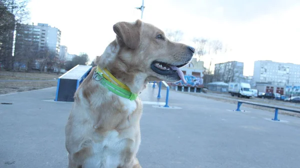 Hund Läuft Auf Spielplatz — Stockfoto