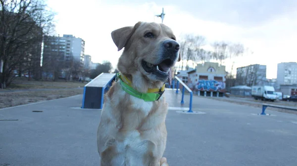 Hund Körs Med Pinne Lekplatsen — Stockfoto