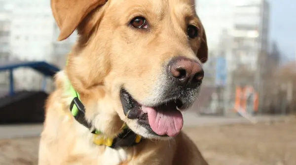 Blassgelbes Hundegesicht Nah — Stockfoto