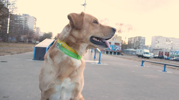 Hund Auf Dem Spielplatz Blickt Die Ferne — Stockfoto
