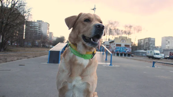 Hund Auf Dem Spielplatz Blickt Die Ferne — Stockfoto