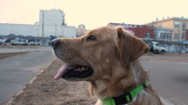 Blassgelbes Hundegesicht Nah — Stockfoto