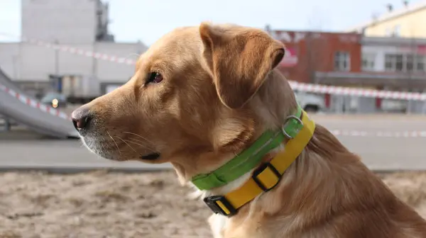 Hund Tittar Fjärran — Stockfoto