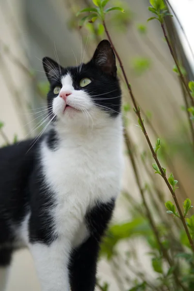 Gato Blanco Negro Pie Jardín Contra Telón Fondo Vegetación Mirada —  Fotos de Stock