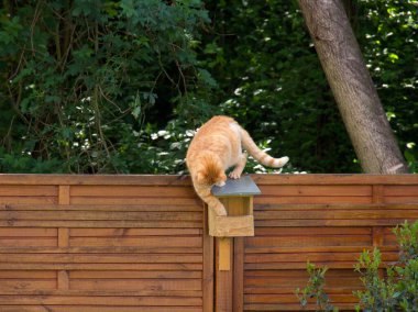 Kızıl saçlı kedi kuş evinin çatısında yeşil ağaçların arkasında kuşları arıyor.